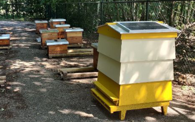 Bijenonderzoek en agrozonnepark op Eiwitcampus Beers