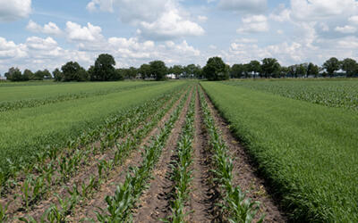 Proeflocatie 2023: Strokenteelt met tarwe en CCM, maar zonder gewasbescherming