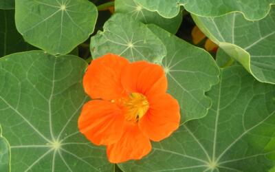 Anti-worteldoek beschermt en bespaart in teelt biologisch groenten en bloemen