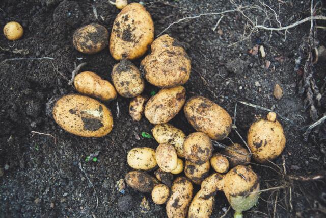 biologische aardappelteelt