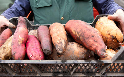 Peelspecialiteiten te koop: van zoete aardappel tot veldbonen