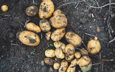 Duurzaam water- en nutriëntengebruik aardappelteelt