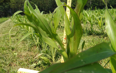 De oogst van 1 jaar mais-in-gras is veelbelovend